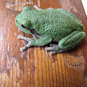 Copes Gray Treefrog