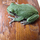 Copes Gray Treefrog