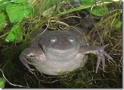 bigfrog