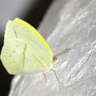 Straight-lined Sulphur