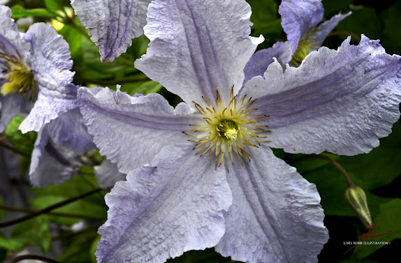 Spotting Image 1
