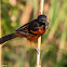 Orchard Oriole