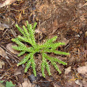 princes pine