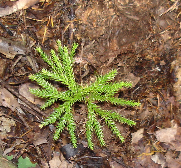 Spotting Image 1