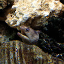 Turkey Moray