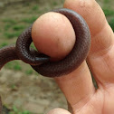Eastern Worm Snake