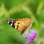 Painted Lady