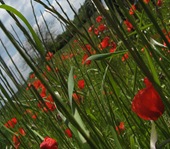 poppies