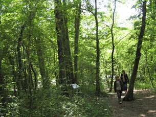 Bush_walk