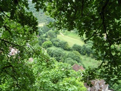 ViewThrTrees