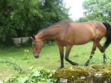 Horse