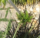 GardenFern