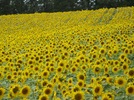 SunBank