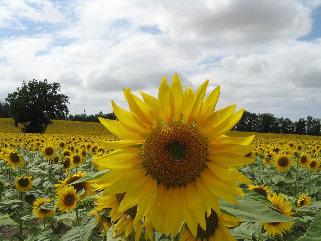 [Sunflower[4].jpg]