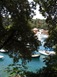 PortofinoTrees