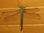 Dfly