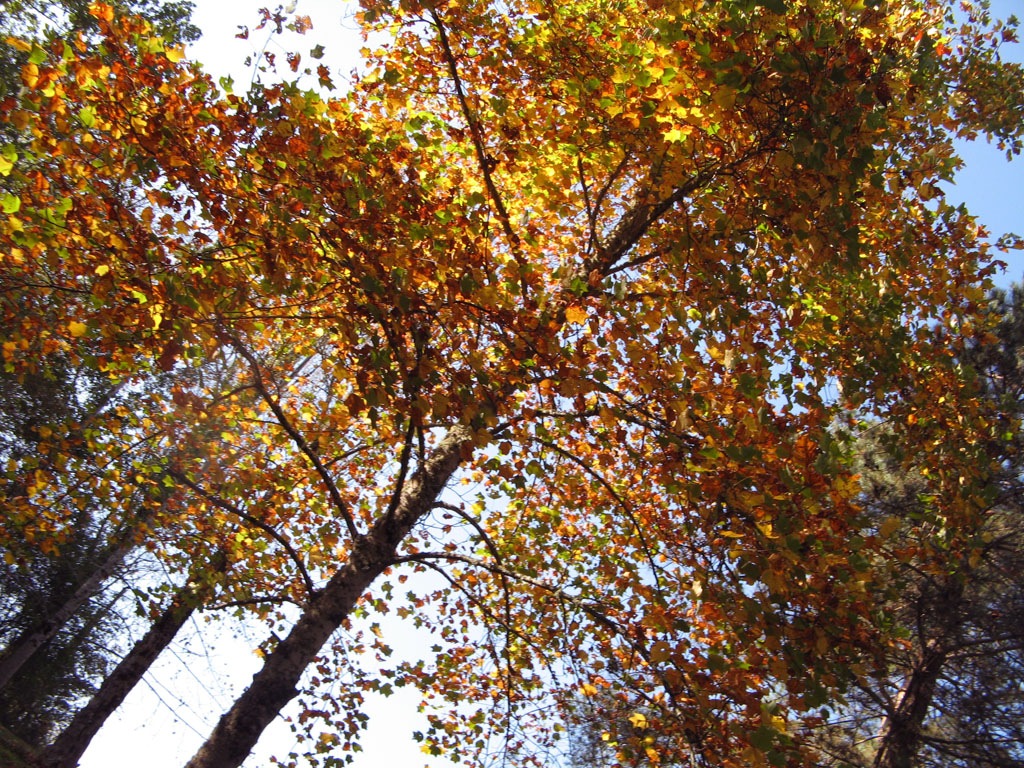 [Colors of Autumn[2].jpg]