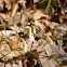 Fine-leaf Toothwort