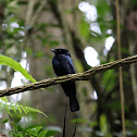 Lesser Racket-tailed Drongo