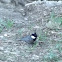 Coal Tit