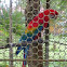 Parrot