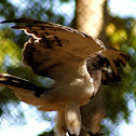 Eagle