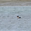 Red Breasted Merganser