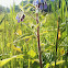 Common comfrey