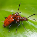 Leaf Beetle