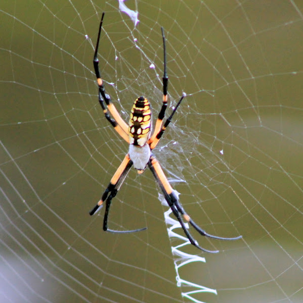 Yellow Garden a.k.a Spider Corn Spider Project Noah