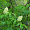 Red elderberry