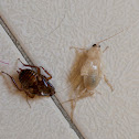 Cockroach