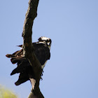 osprey