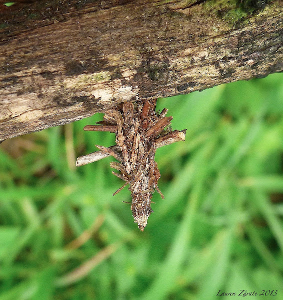 Bagworm Moth Larva Project Noah
