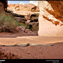 Grand Canyon Rattlesnake