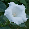 Moonflower