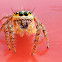 Female Hyllus Semicupreus
