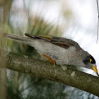 Noisy Miner
