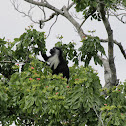 Angola Pied Colobus
