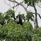 Angola Pied Colobus