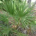 Dwarf Palmetto
