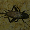 Common Garden Cricket
