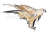 Swainson's Hawk