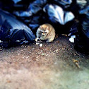 Raccoon