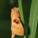 Moth