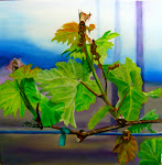 Baehner Fournier Vineyards - 5
