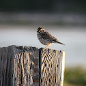 Eastern Savannah Sparrow