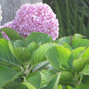 Hydrangea