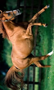 How to install Magnificent horses Puzzle 1.0 mod apk for pc