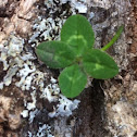 Four Leaf Clover